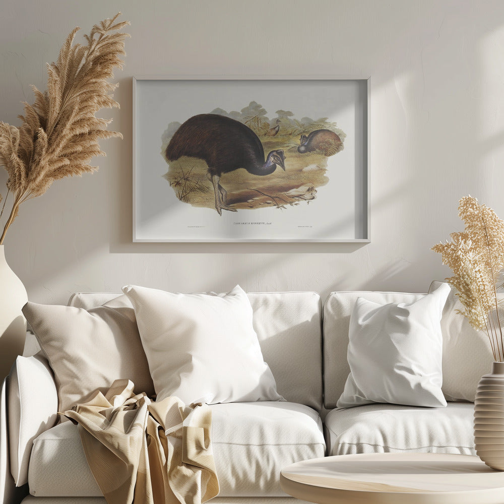 Bennett's Cassowary Poster